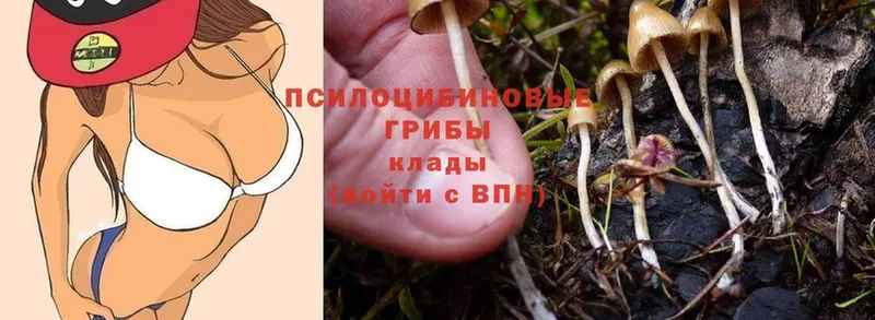 Псилоцибиновые грибы Psilocybe  магазин    Иркутск 